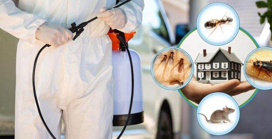 Çınar Böcek İlaçlama