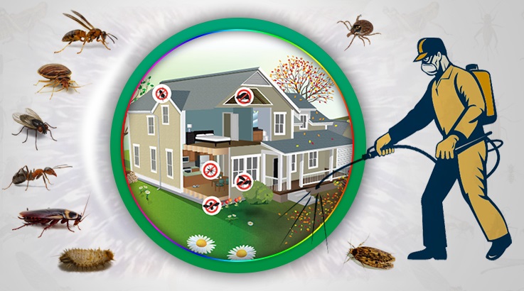 Çınar Böcek İlaçlama