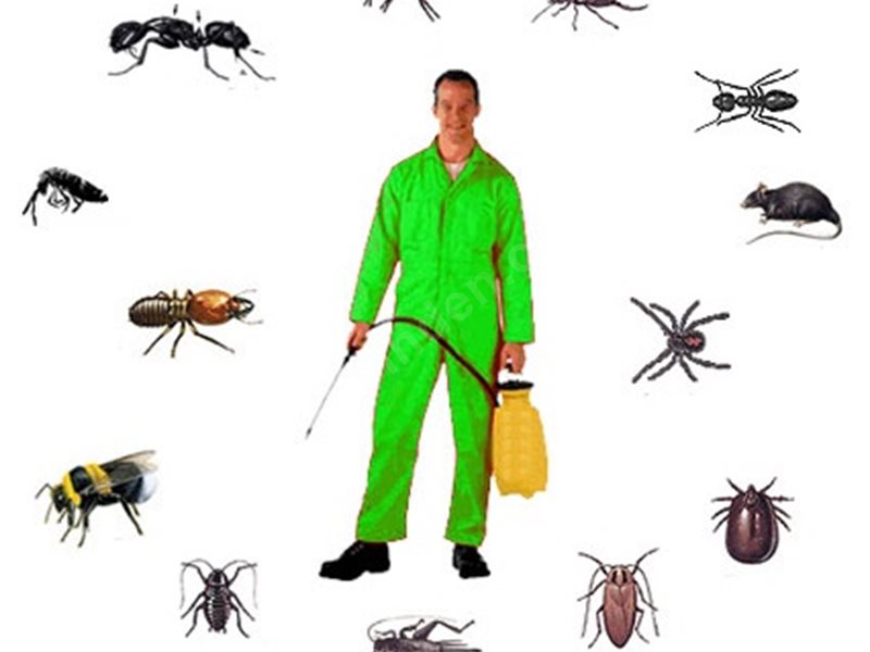 Çınar Böcek İlaçlama